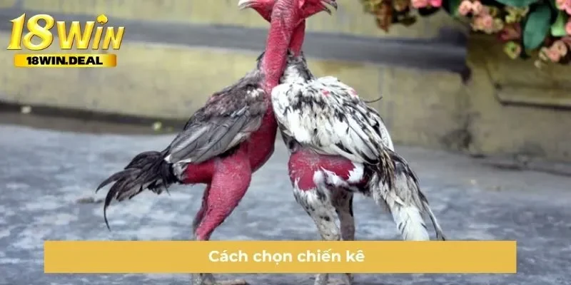 Cách chọn chiến kê