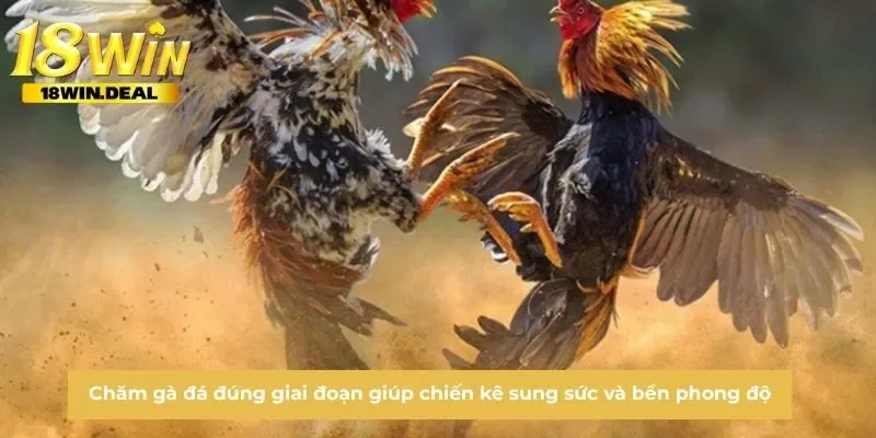 Chăm gà đá đúng giai đoạn giúp chiến kê sung sức và bền phong độ