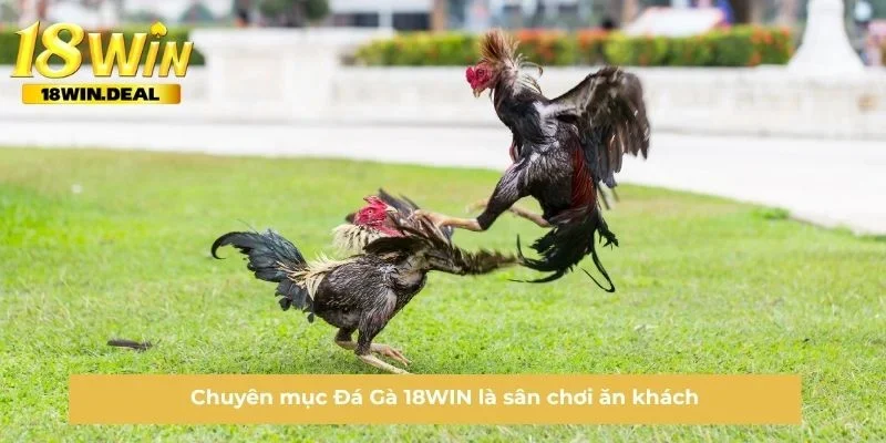 Chuyên mục Đá Gà 18WIN là sân chơi ăn khách