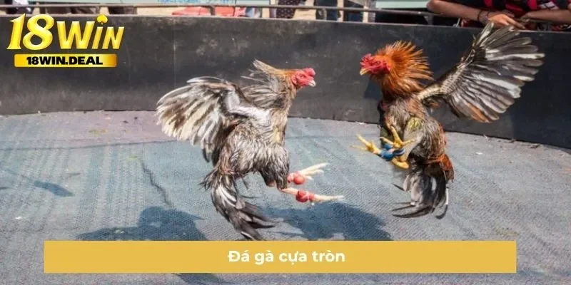 Đá gà cựa tròn