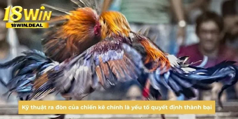 Kỹ thuật ra đòn của chiến kê chính là yếu tố quyết định thành bại